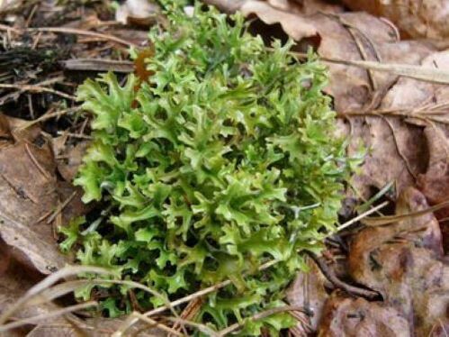 cetraria จากปรสิตในร่างกาย