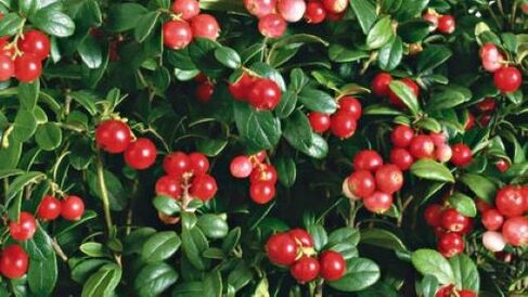 lingonberries ต่อปรสิตในร่างกาย