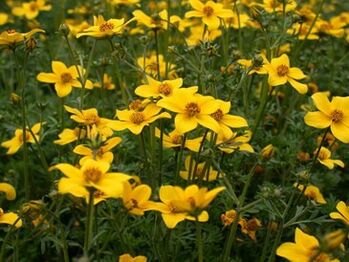 ปรสิตจำนวนหนึ่งในร่างกาย