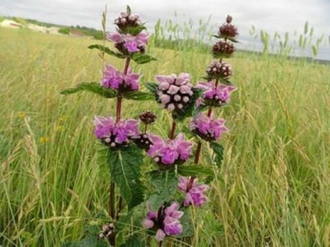 พืชแร่เหล็กจากปรสิตในร่างกาย