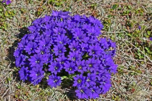 รากไข้จากปรสิตในร่างกาย