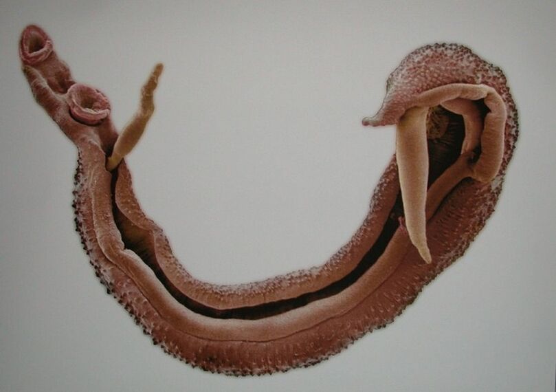 Schistosomes เป็นปรสิตที่อันตรายในเลือดของมนุษย์